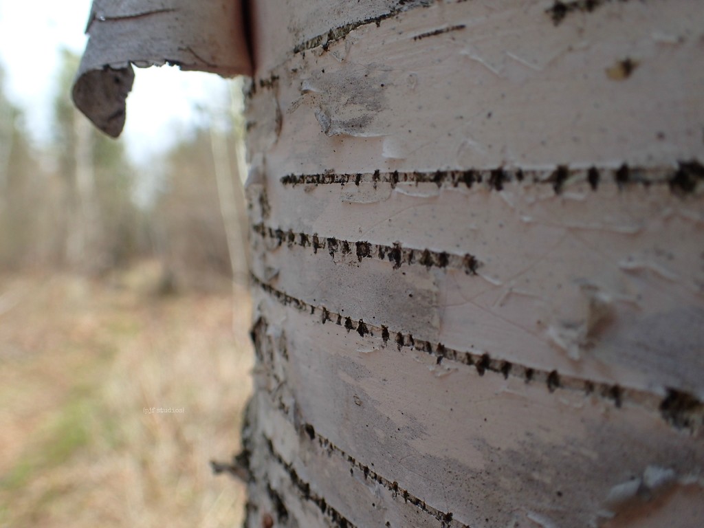 birch... by earthbeone