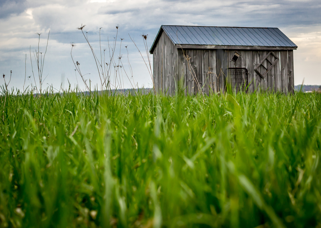 Simple Shed by tracymeurs