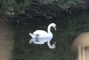 23rd Jun 2014 - White Swan