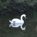 White Swan by davemockford