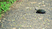 12th May 2015 - TURTLE XING