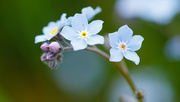 12th May 2015 - Forget-Me-Not