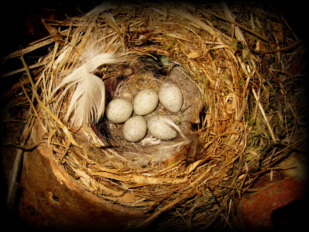 Pied Wagtail eggs by steveandkerry
