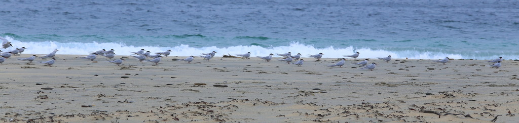 Terns by lifeat60degrees