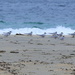 Terns by lifeat60degrees