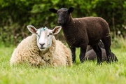 11th May 2015 - Sheep