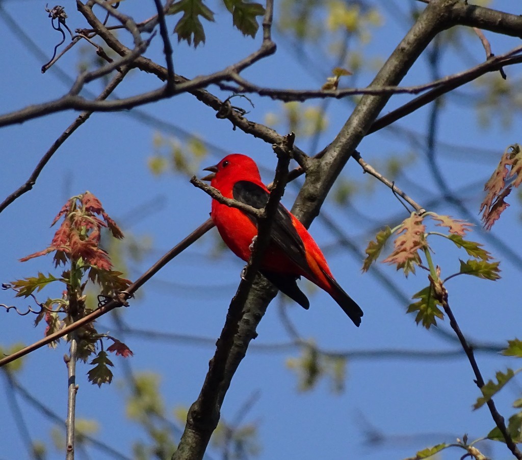 Scarlet Tanager by annepann