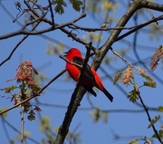 12th May 2015 - Scarlet Tanager