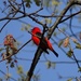 Scarlet Tanager by annepann
