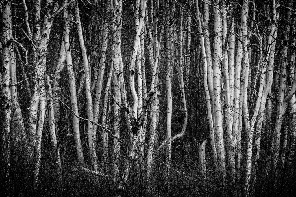 Birch Trees by tosee