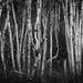 Birch Trees by tosee