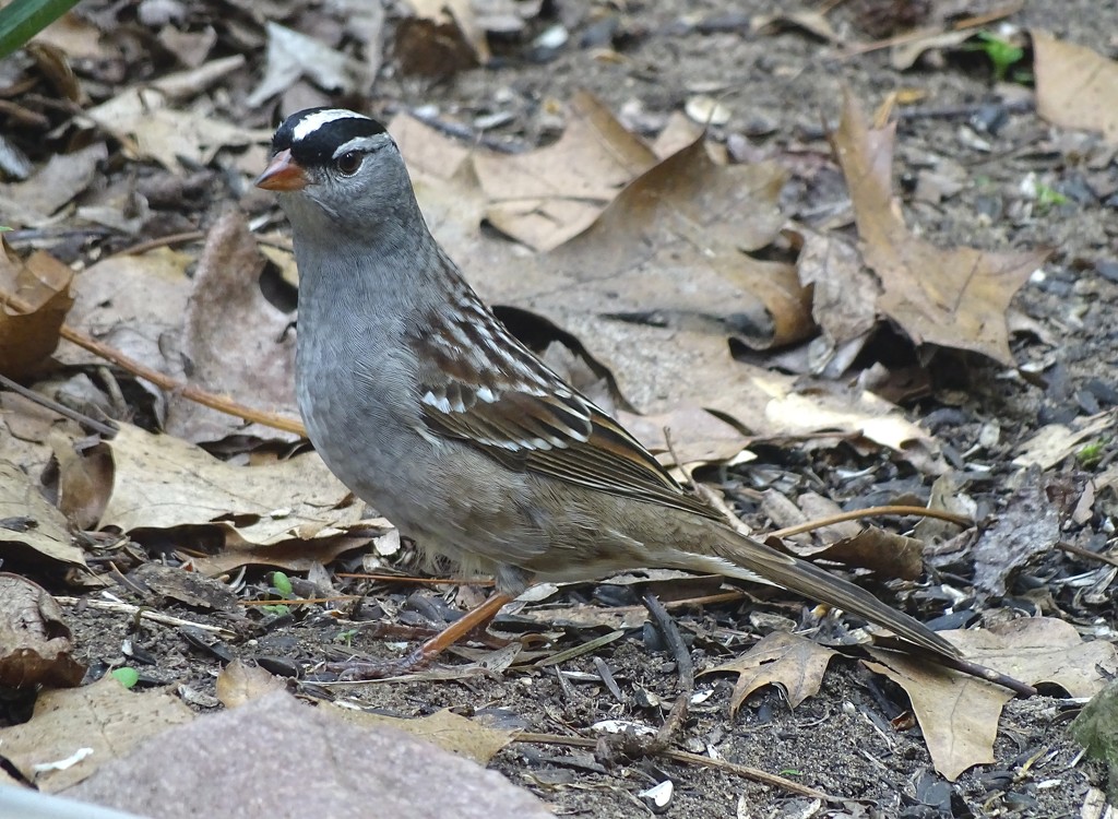 White-crowned Sparrow on alert by annepann