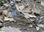 13th May 2015 - White-crowned Sparrow on alert