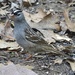 White-crowned Sparrow on alert by annepann