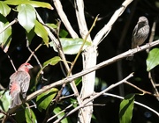 7th May 2015 - Finches