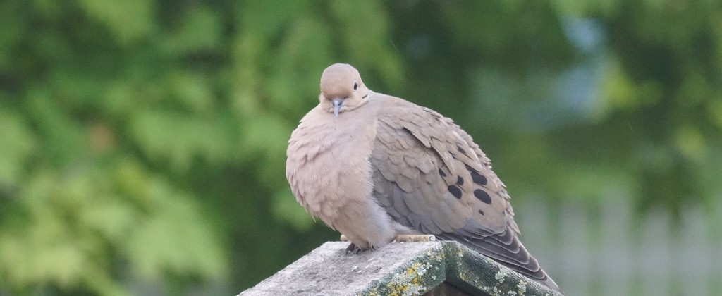 a well fed dove by amyk