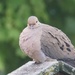 a well fed dove by amyk
