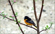 12th May 2015 - Oriole