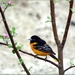 Oriole by paintdipper
