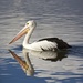 Pelican by sugarmuser