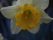 12th May 2015 - First Daffodil