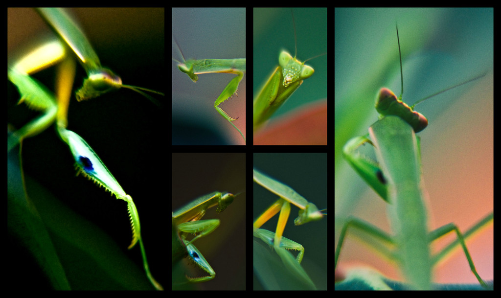 Praying Mantis Portraits by annied
