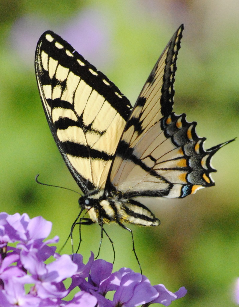 Swallowtail by genealogygenie