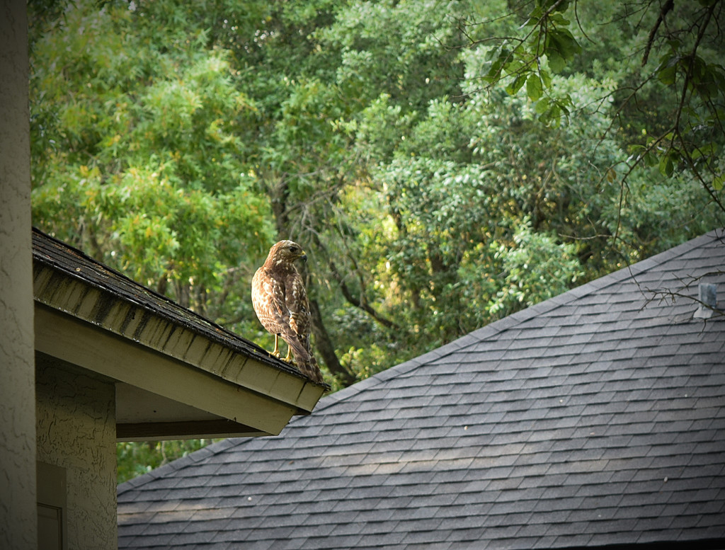House Hawk by rickster549