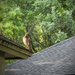 House Hawk by rickster549
