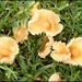 frilly fungi by cruiser