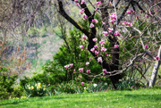 12th May 2015 - Magnolia Garden (Spring Collection)