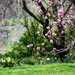 Magnolia Garden (Spring Collection) by pdulis