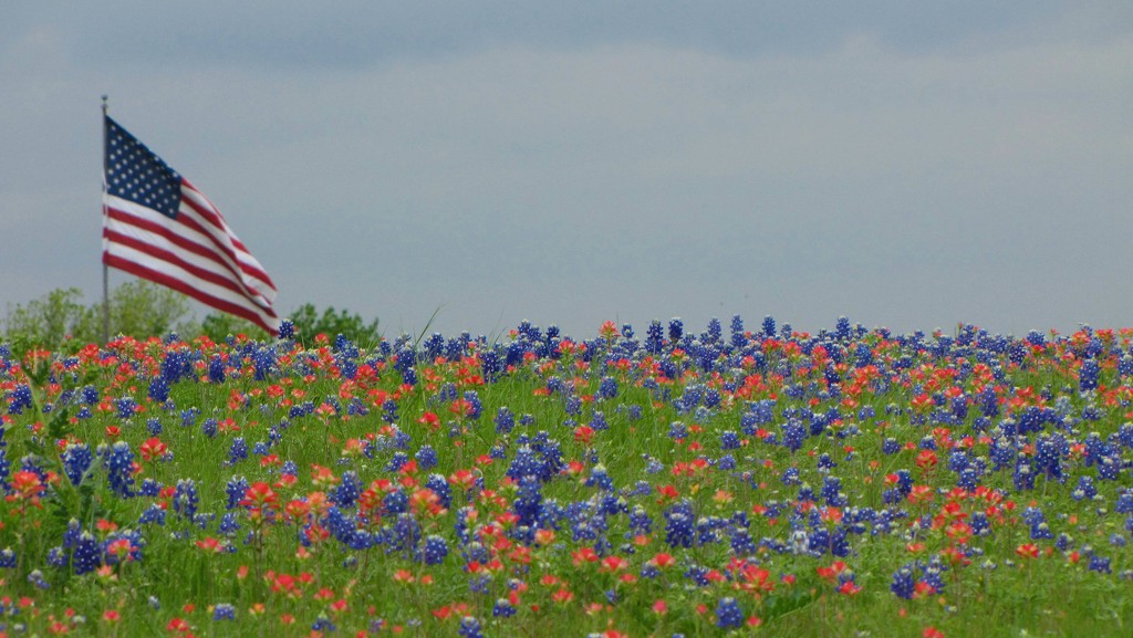 Red, White and Bluebonnets by 365projectorgkaty2
