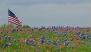 13th Apr 2015 - Red, White and Bluebonnets