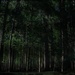 The Woodlands by digitalrn