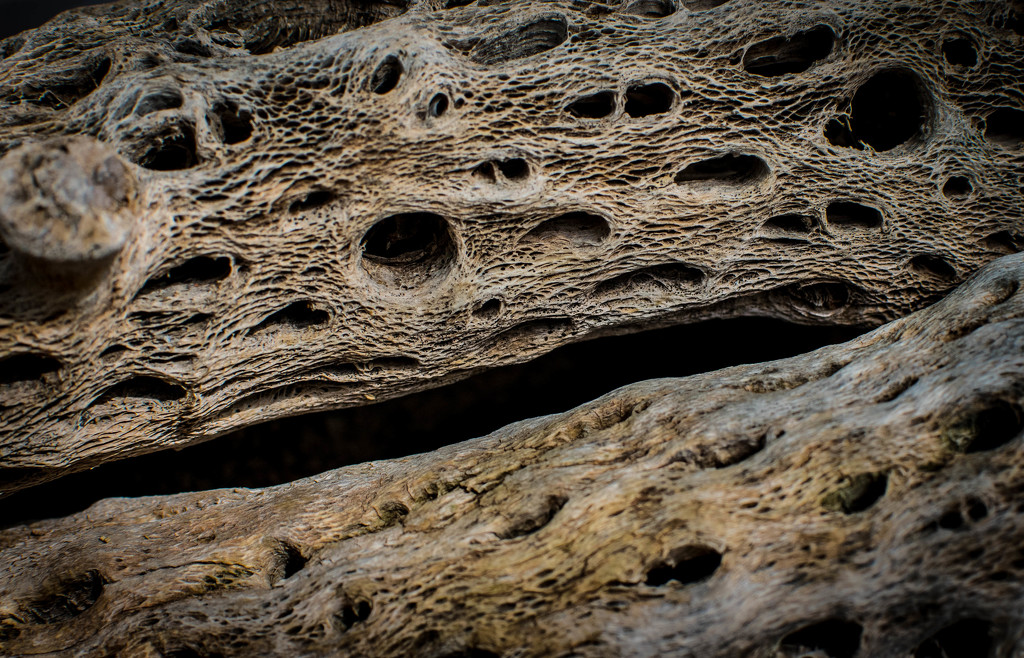 Porous Driftwood by ckwiseman