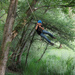 Rope Swing by jawere
