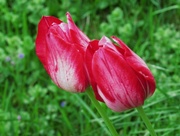 12th May 2015 - Colorful Tulips