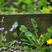 Hookedspur Violets and Dandelions by rminer