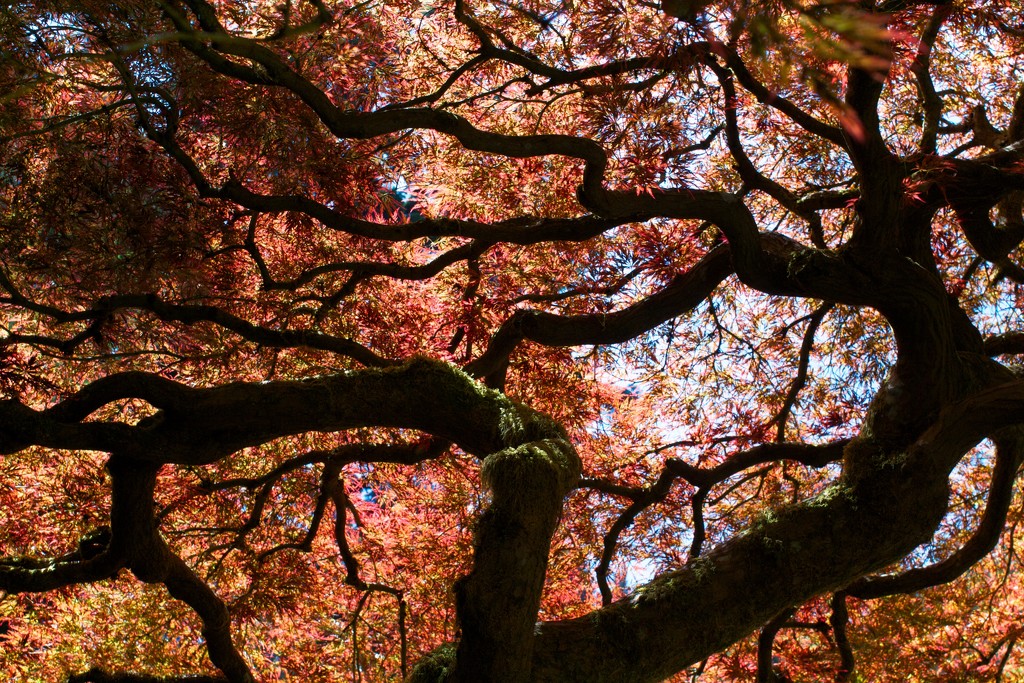 THE Japanese Maple by tina_mac