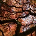 THE Japanese Maple by tina_mac