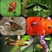 Insects by leestevo