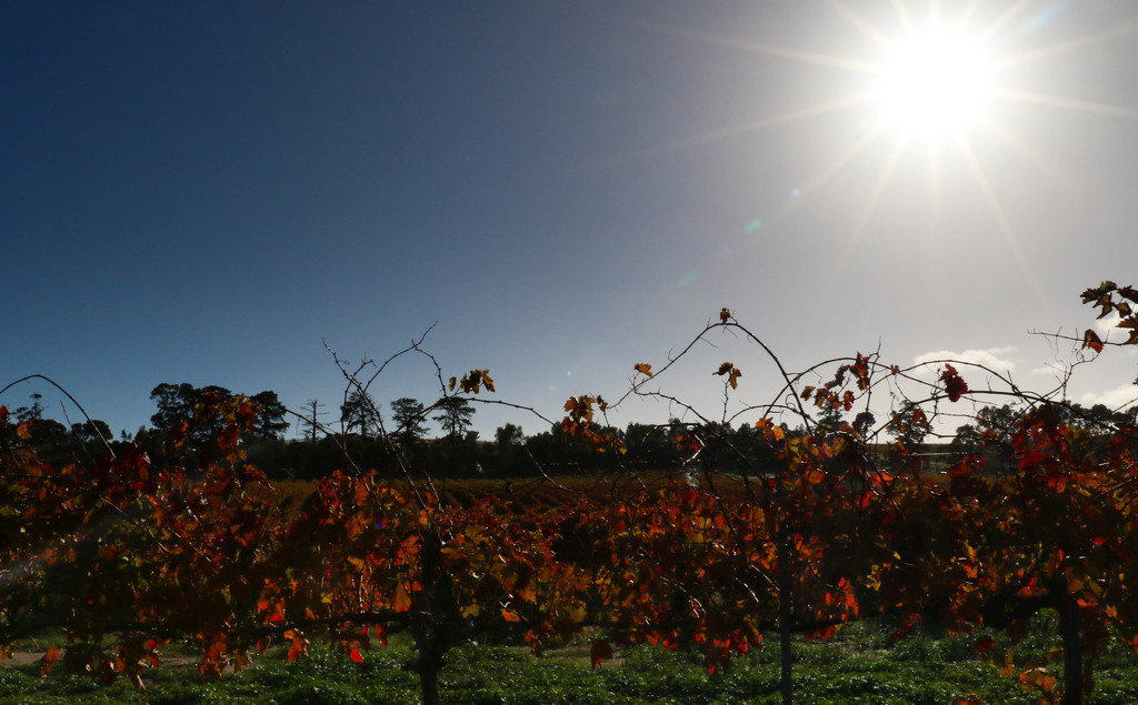 Sunrays over the vines by flyrobin