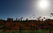 8th May 2015 - Sunrays over the vines