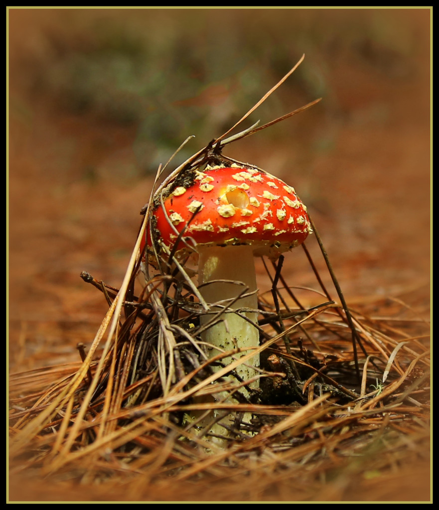 Who's been eating the toadstool? by dide