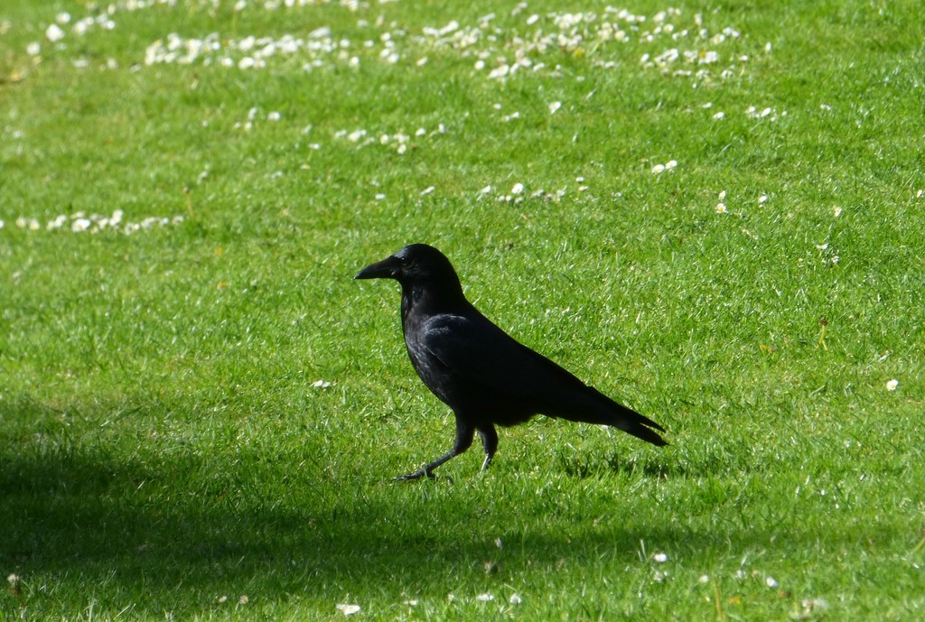 A crow  by beryl