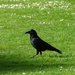 A crow  by beryl
