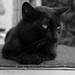 Mr. Cat by pavlina