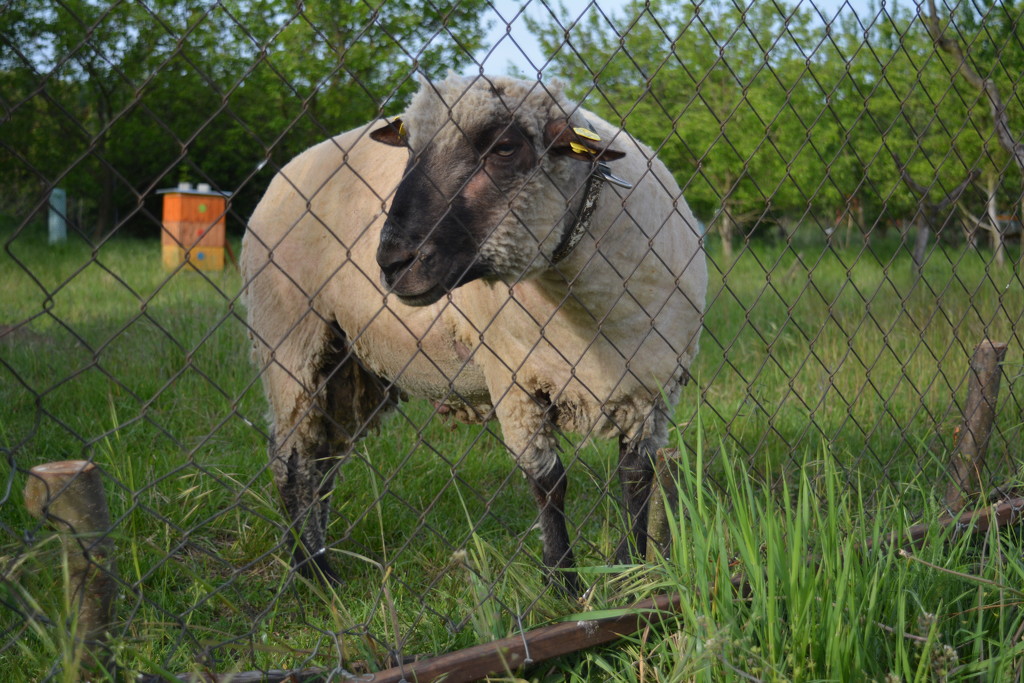 Shaun the sheep by pavlina