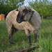 Shaun the sheep by pavlina